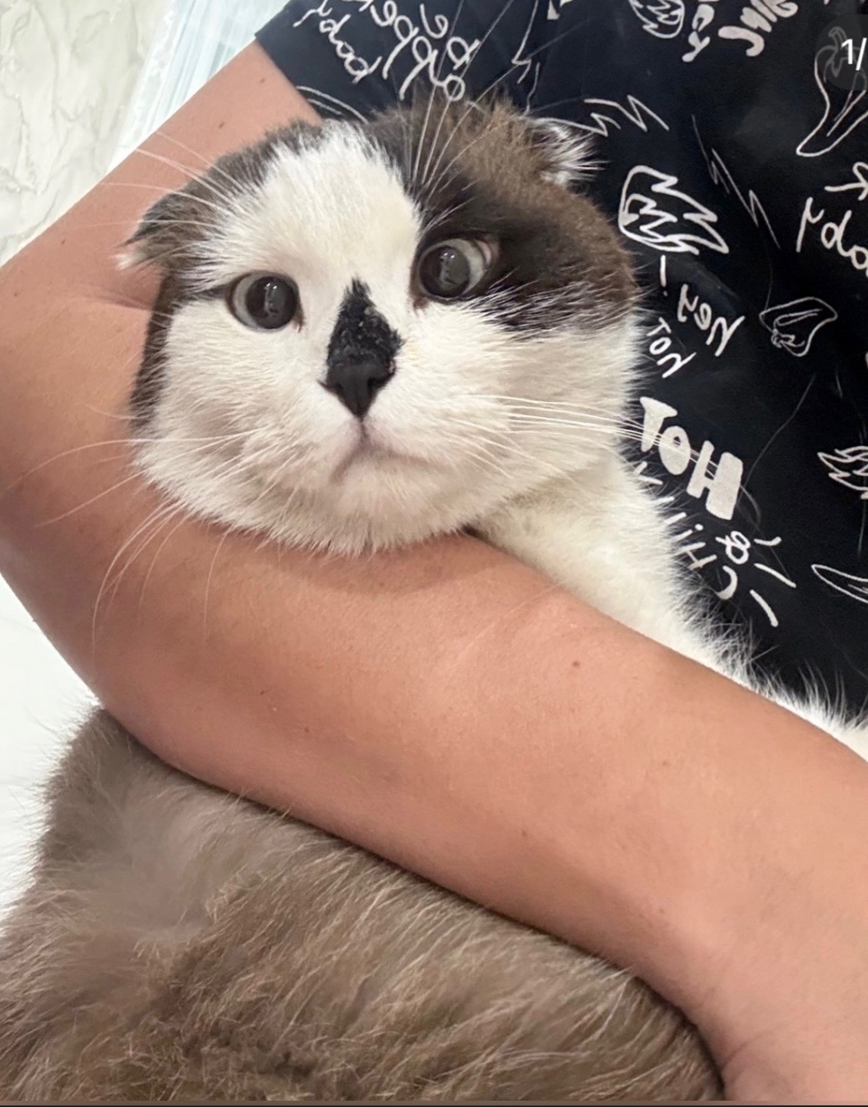 Найдена кошка в Стерлитамаке — фото объявления