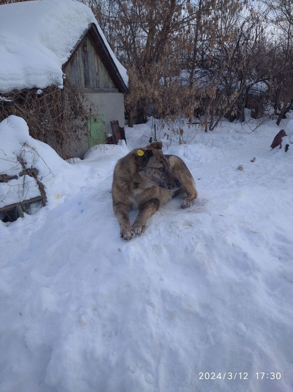 Пропала собака в Стерлитамаке — фото объявления