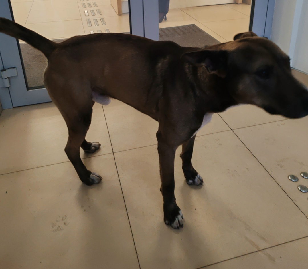 Пропала собака в Стерлитамаке — фото объявления