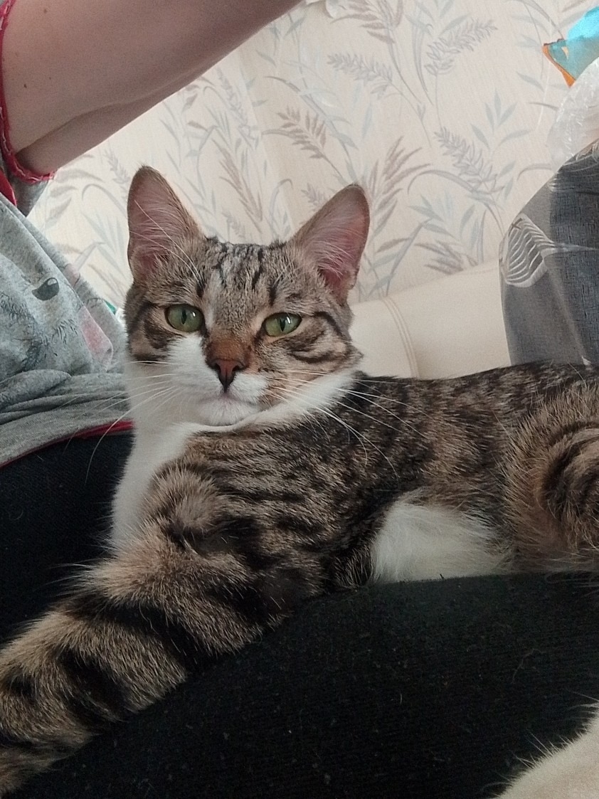 Найдена кошка в Стерлитамаке — фото объявления