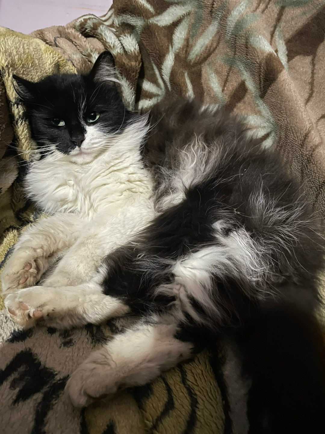 Пропала кошка в Стерлитамаке — фото объявления