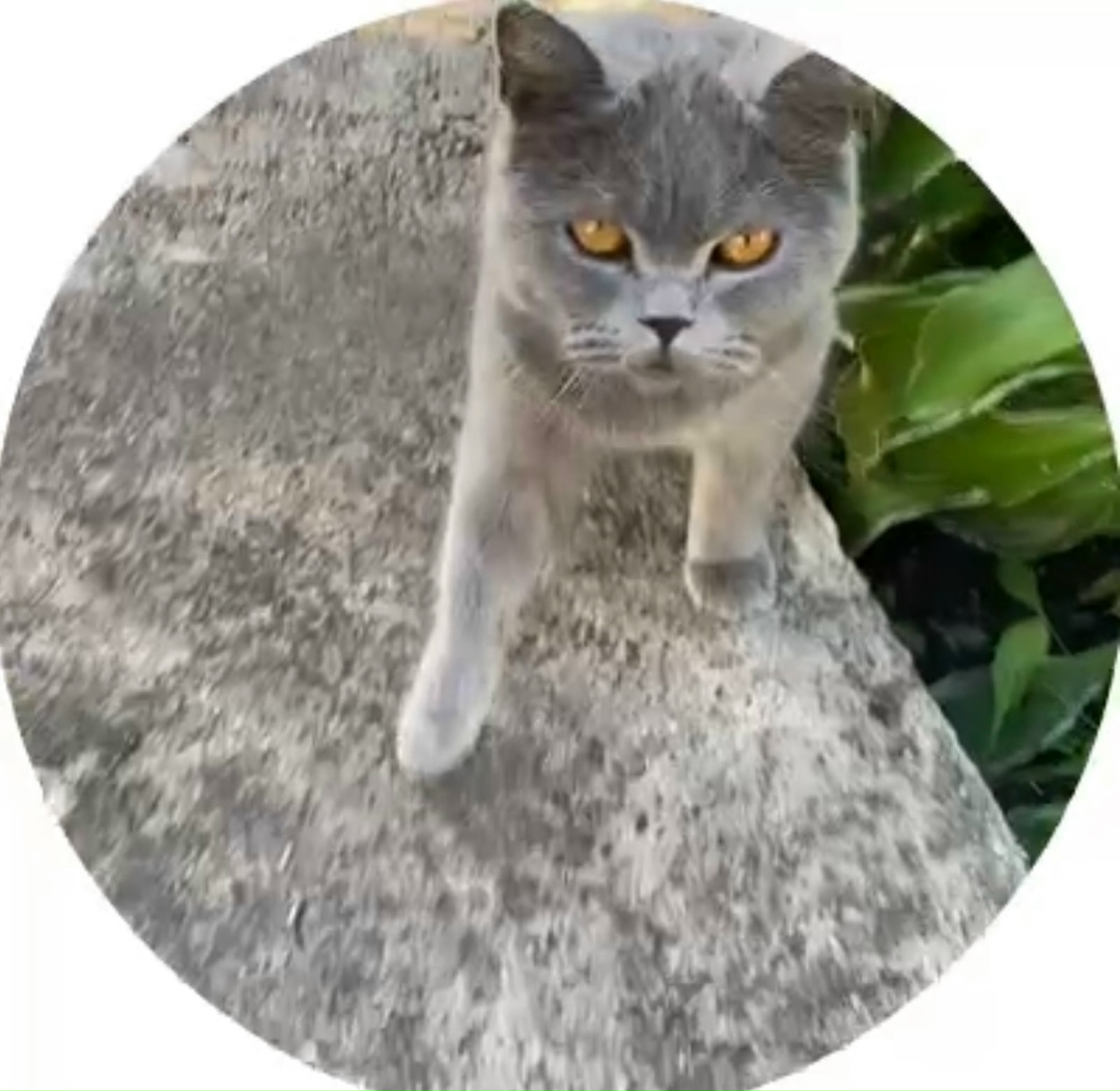 Найдена кошка в Стерлитамаке — фото объявления
