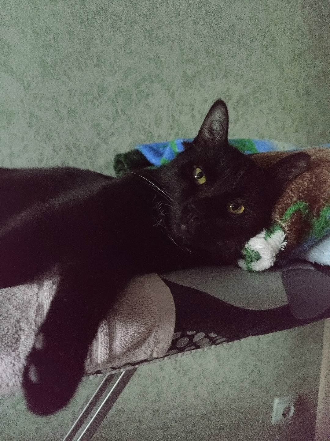 Найдена кошка в Стерлитамаке — фото объявления