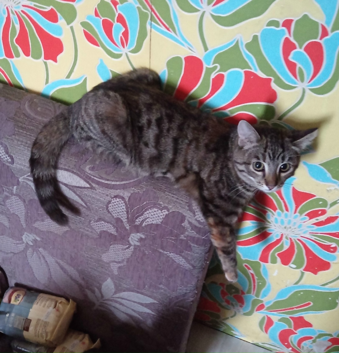 Пропала кошка в Архангельске — фото объявления