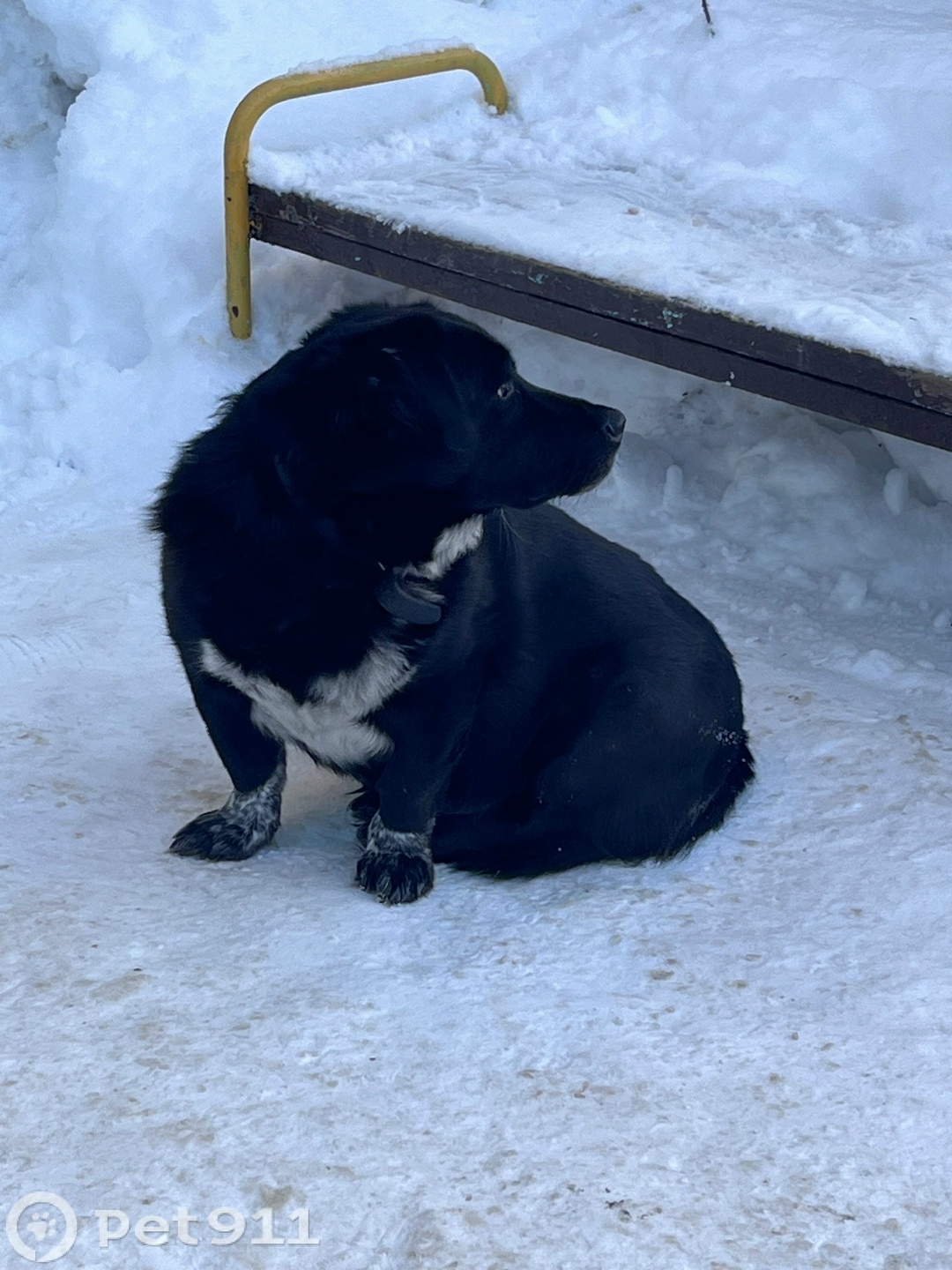 Найдена собака в Архангельске — фото объявления
