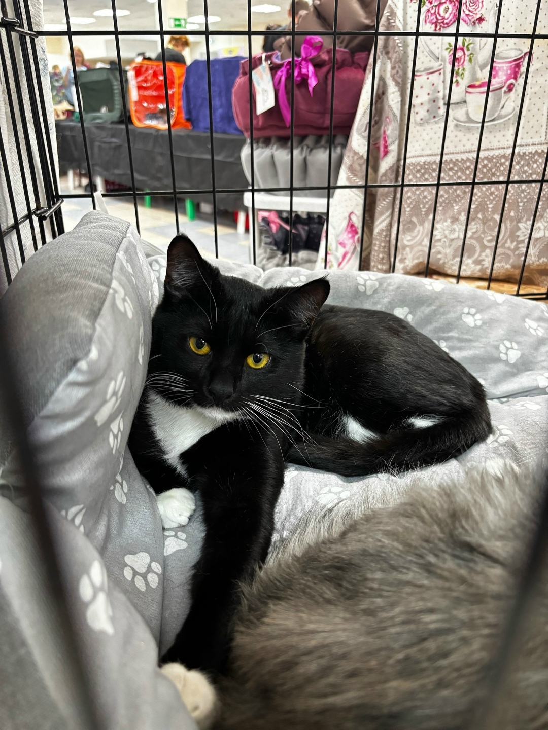 Найдена собака в Архангельске — фото объявления