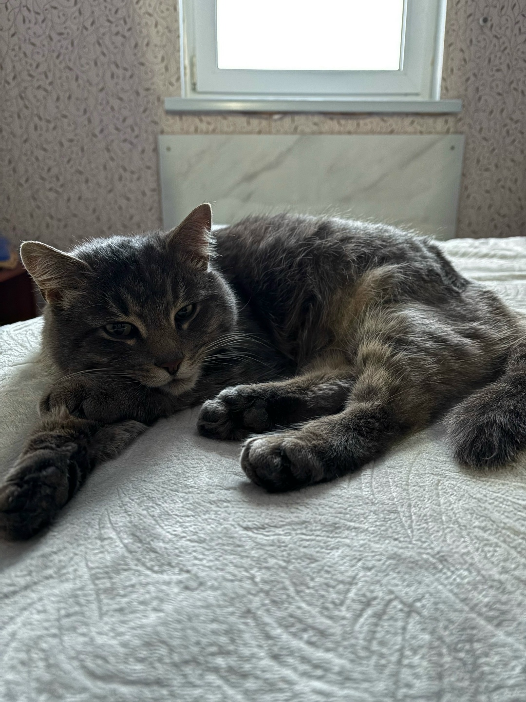 Найдена кошка в Архангельске — фото объявления