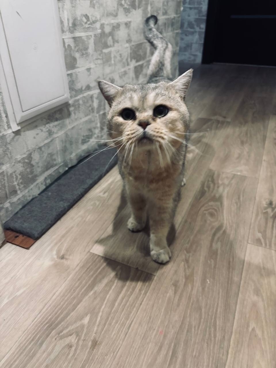 Найдена собака в Архангельске — фото объявления