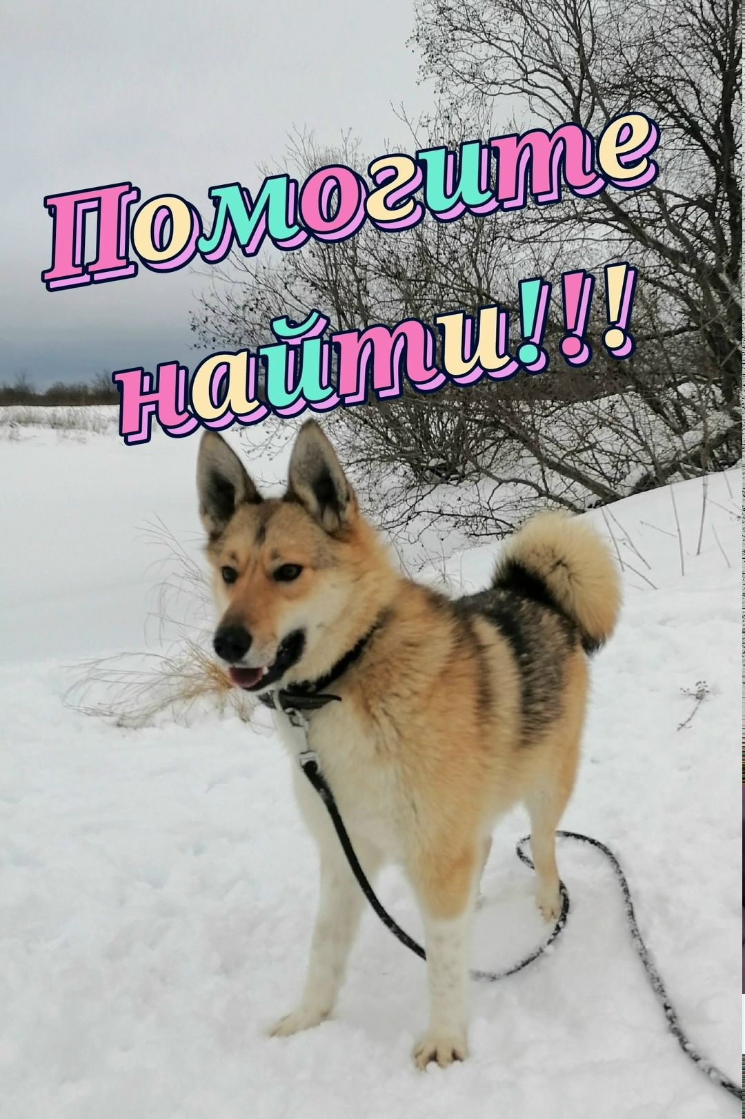 Пропала собака в Архангельске — фото объявления