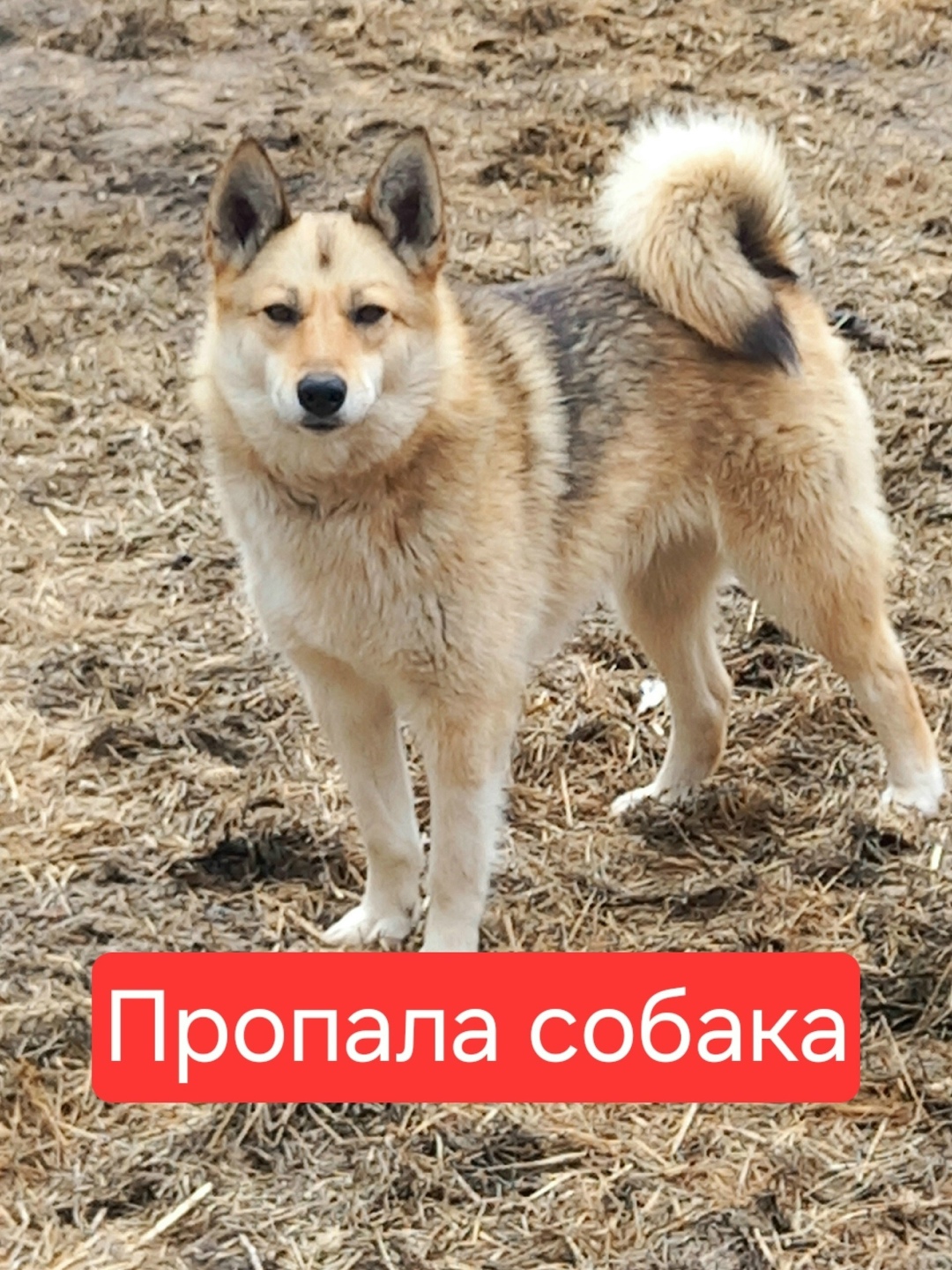 Пропала собака в Архангельске — фото объявления