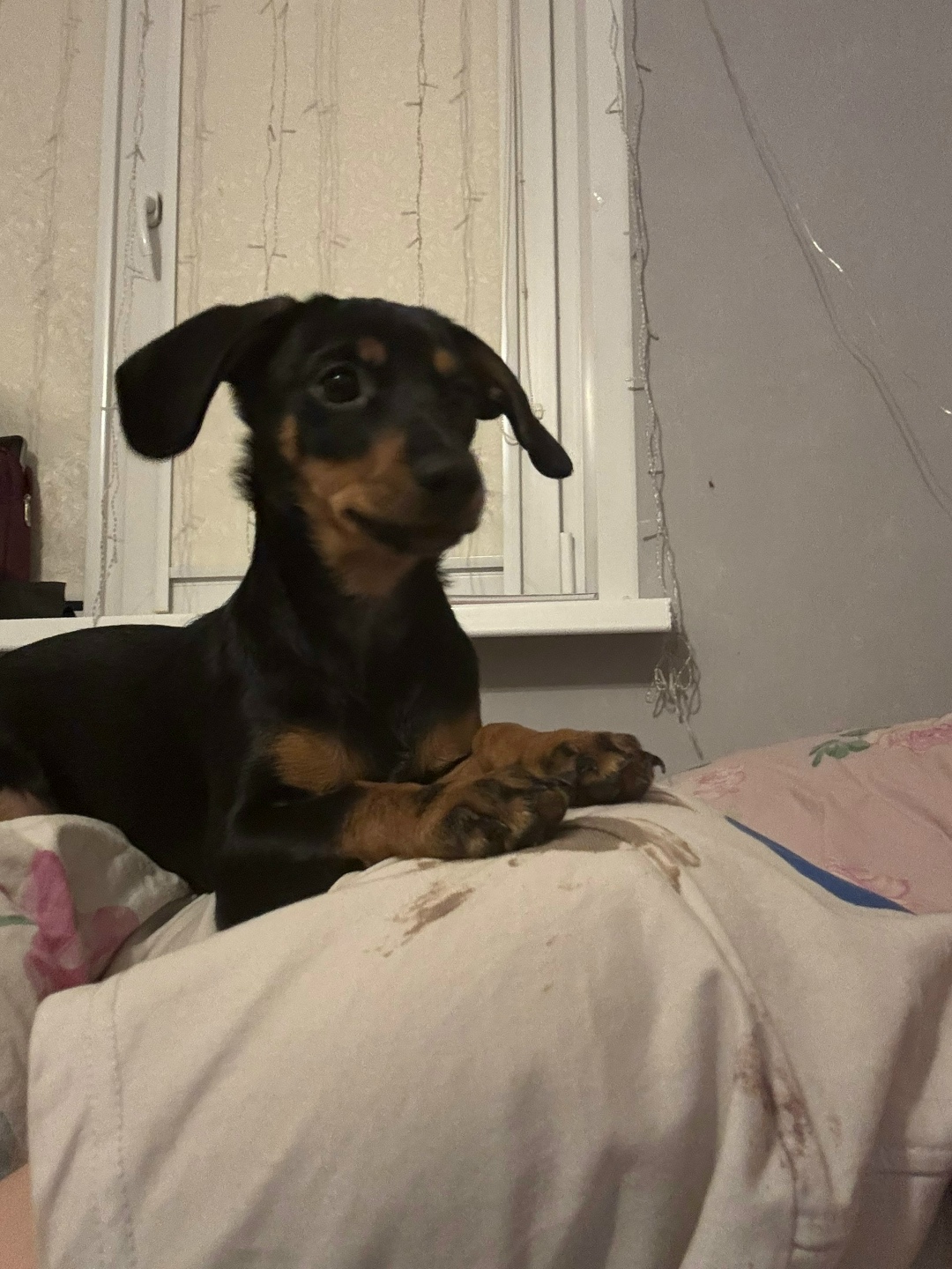 Пропала собака в Архангельске — фото объявления