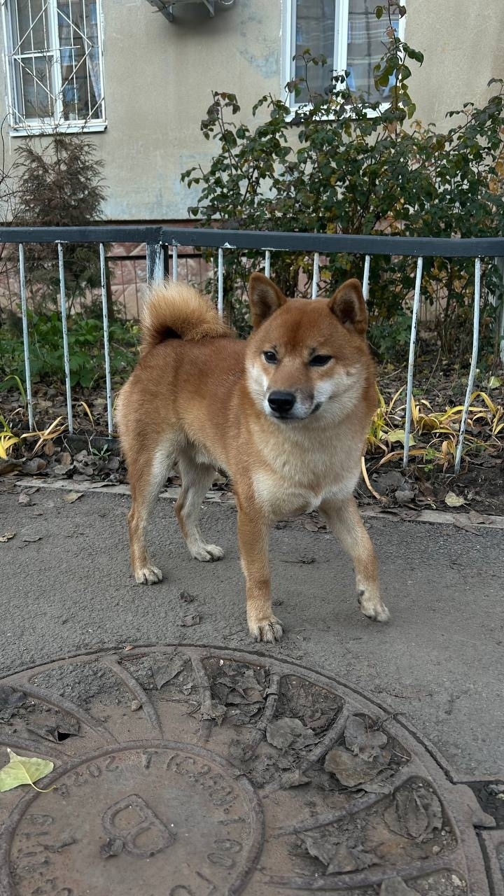 Найдена собака в Энгельсе — фото объявления