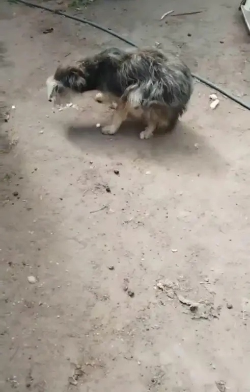 Пропала собака в Энгельсе — фото объявления