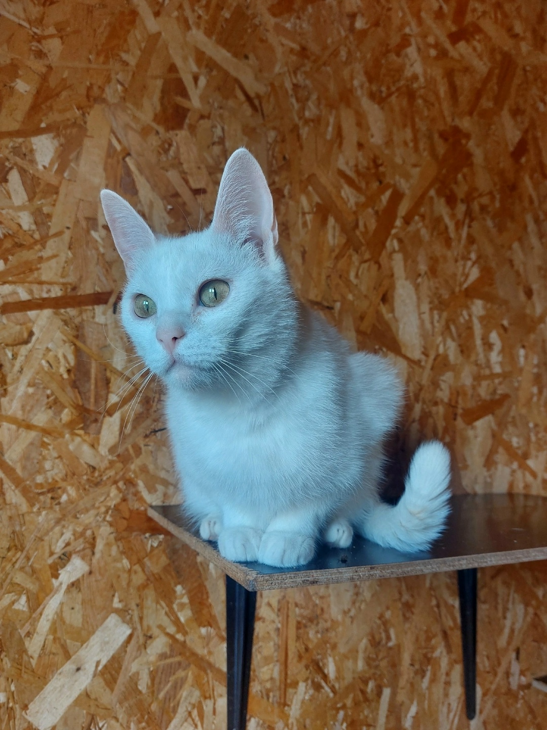 Найдена собака в Энгельсе — фото объявления