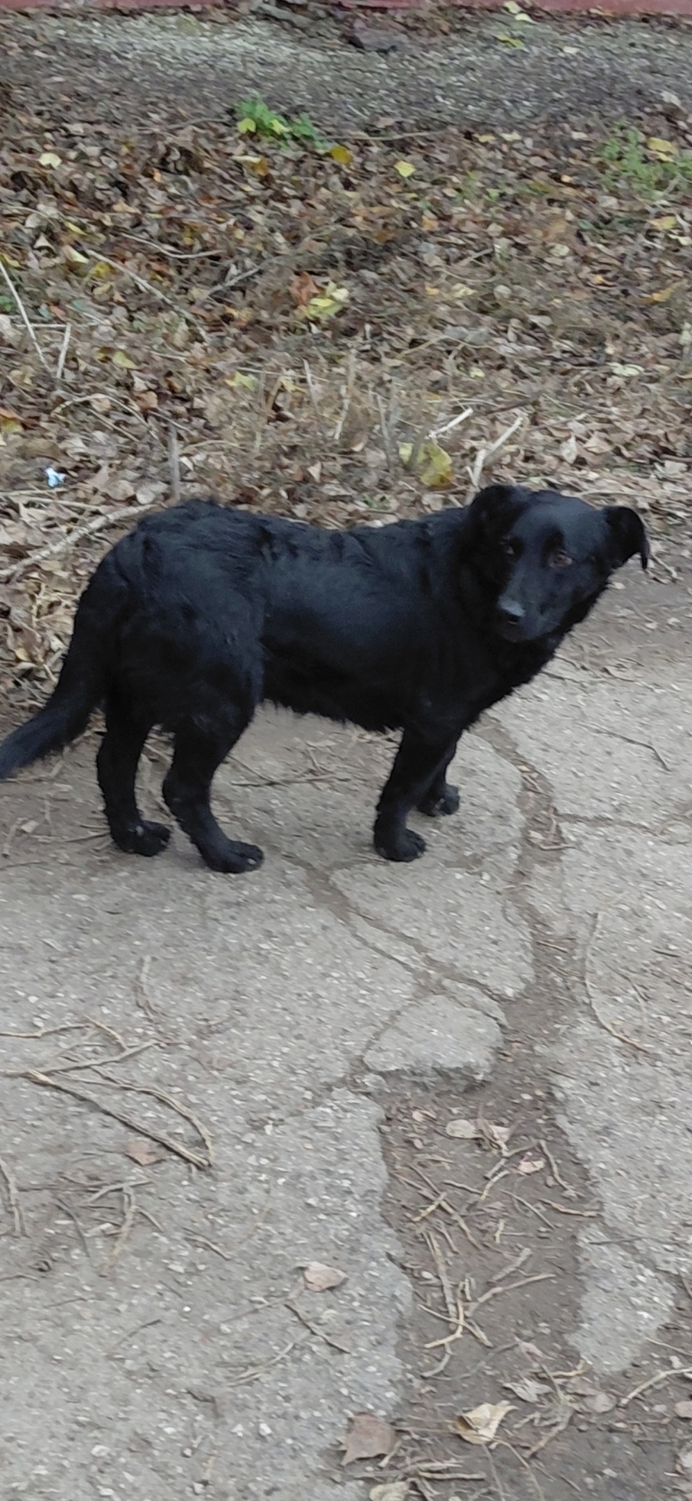 Пропала собака в Энгельсе — фото объявления