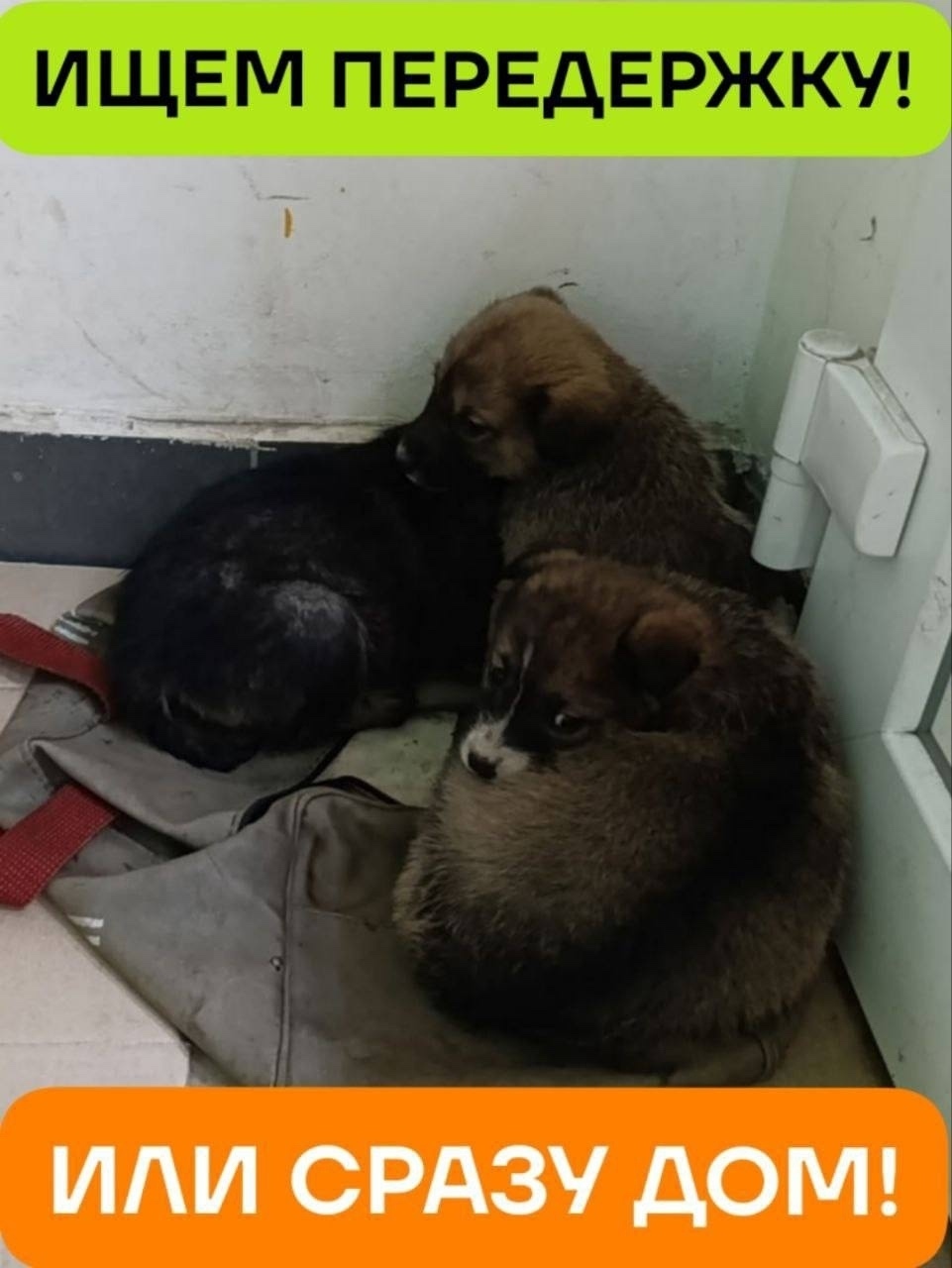 Найдена собака в Энгельсе — фото объявления