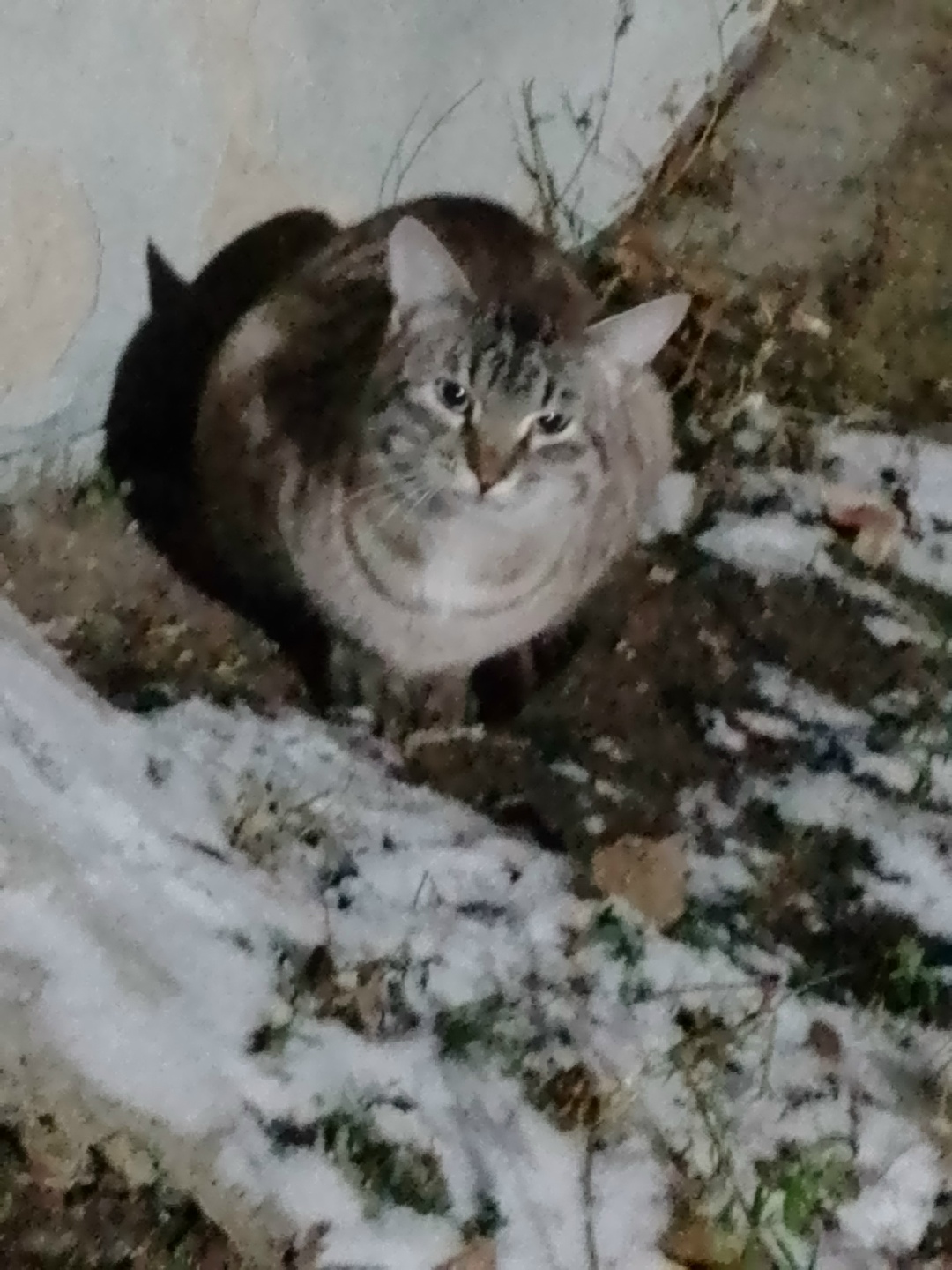 Пропала кошка в Энгельсе — фото объявления