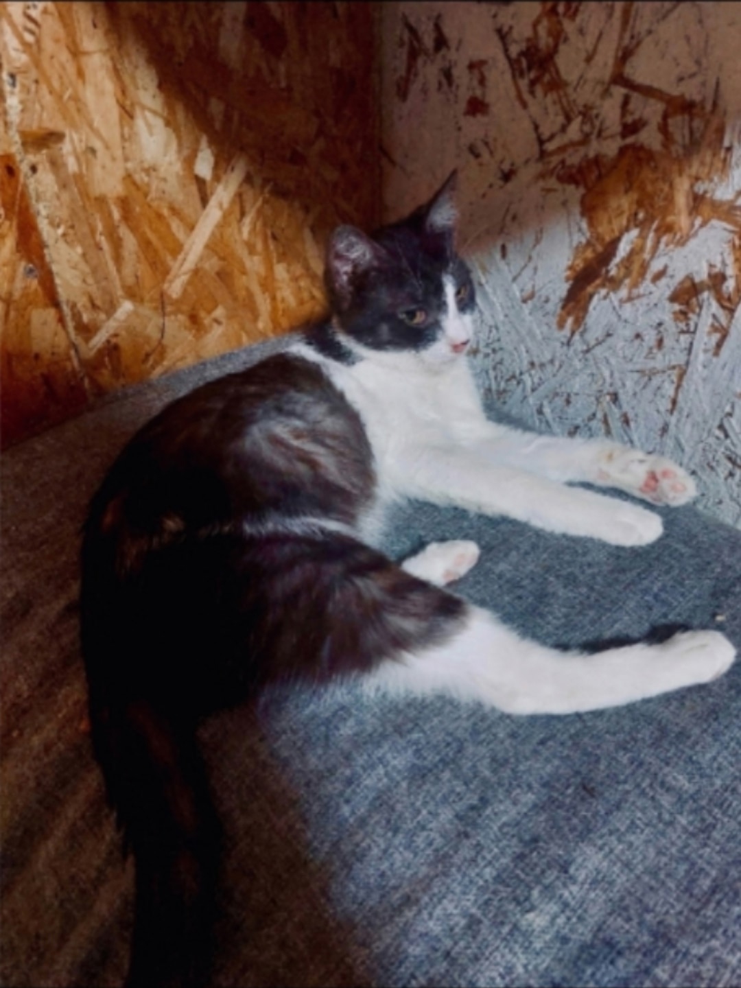 Найдена собака в Энгельсе — фото объявления