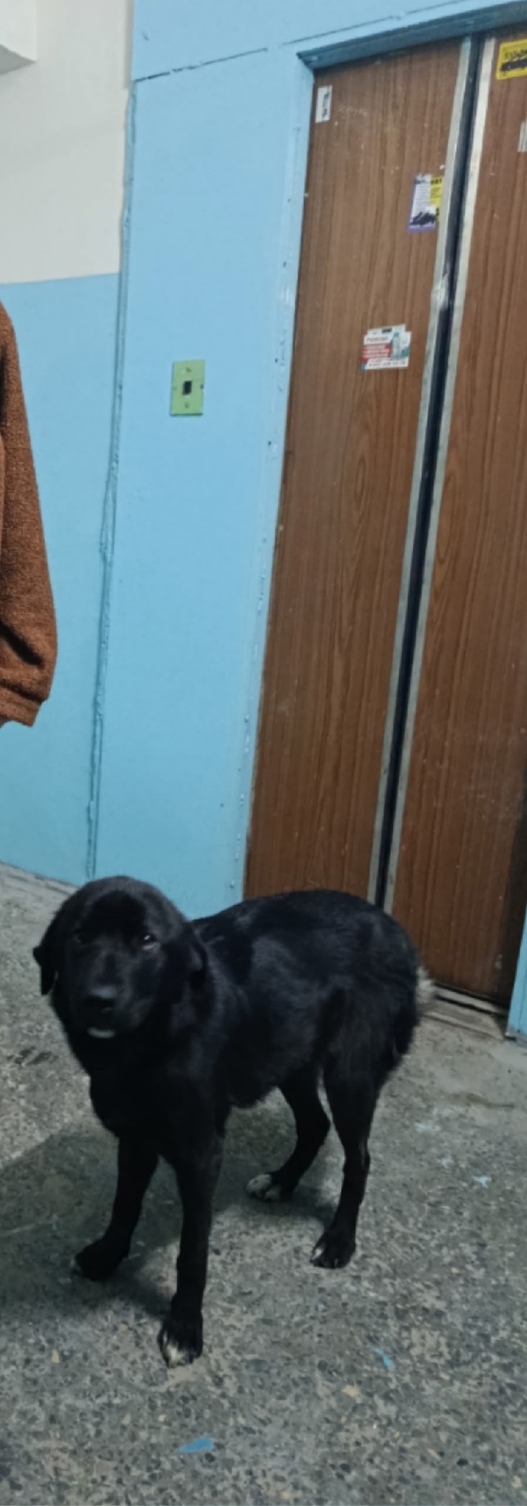 Найдена собака в Энгельсе — фото объявления