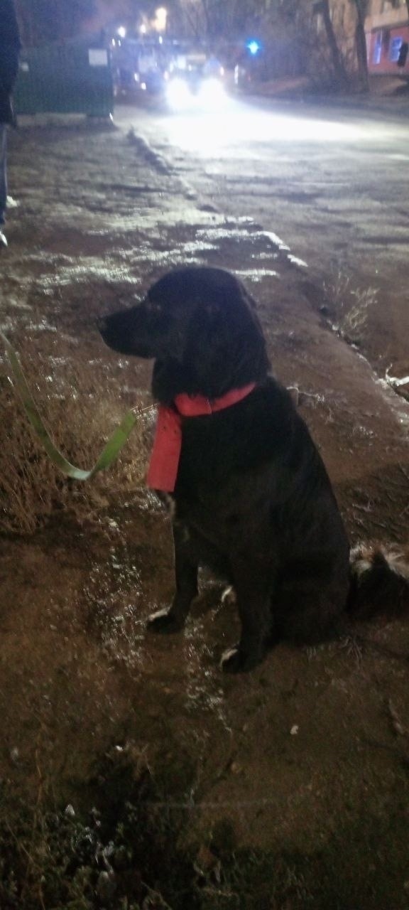 Пропала собака в Энгельсе — фото объявления