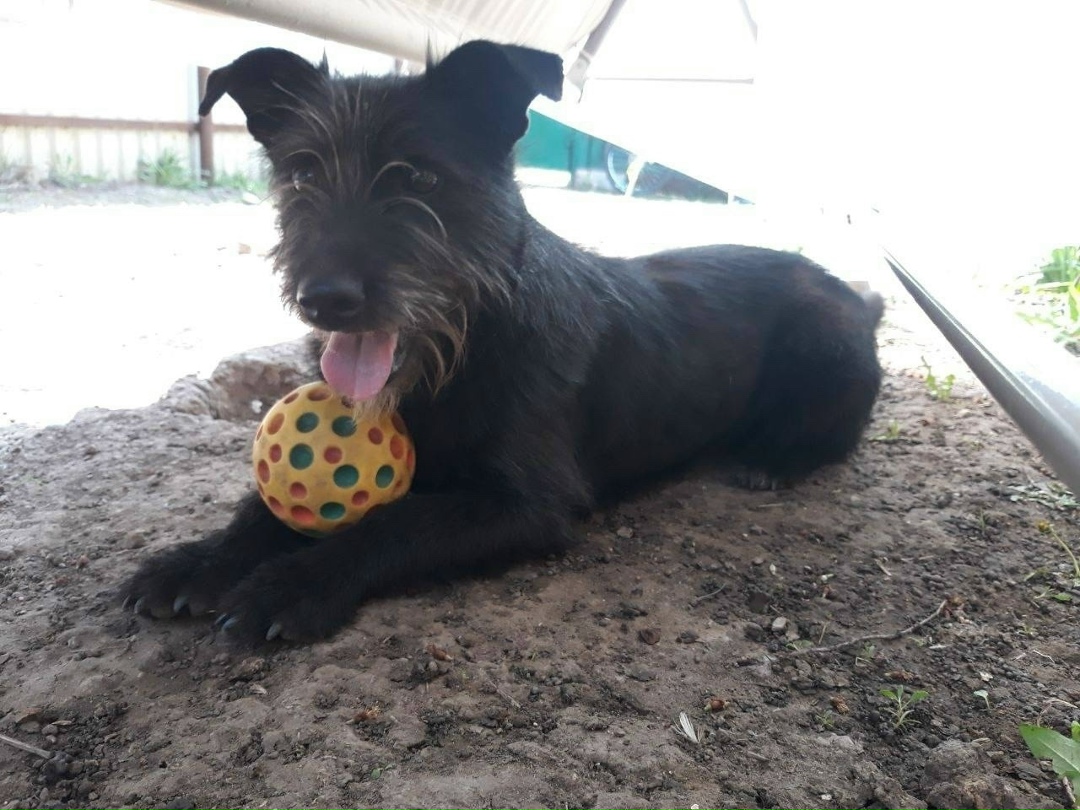 Пропала собака в Энгельсе — фото объявления