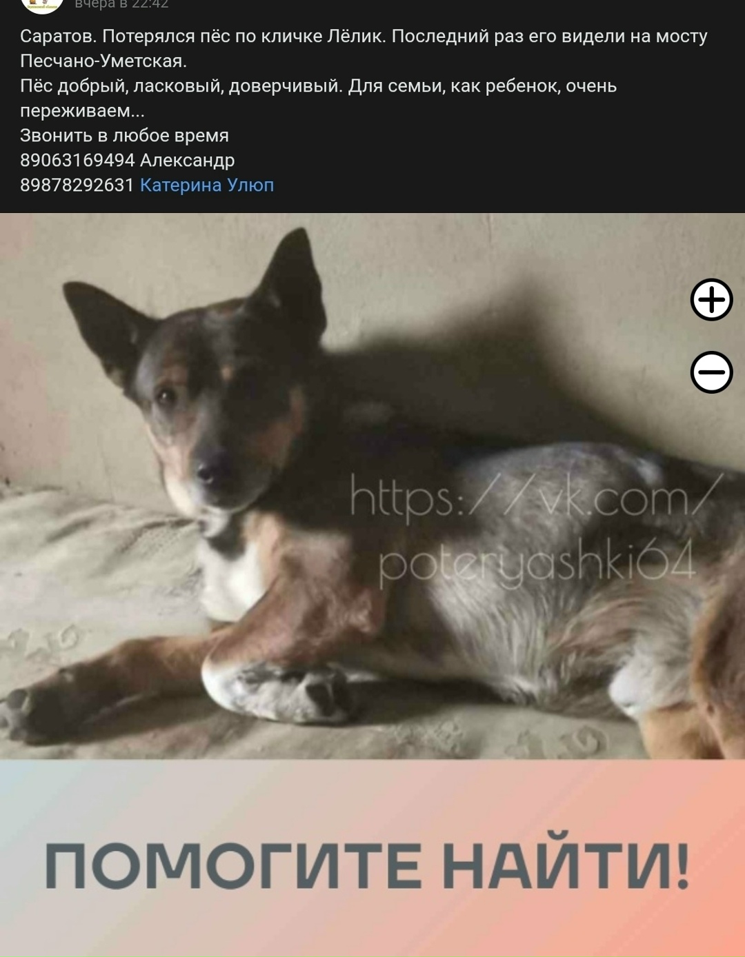 Пропала собака в Энгельсе — фото объявления