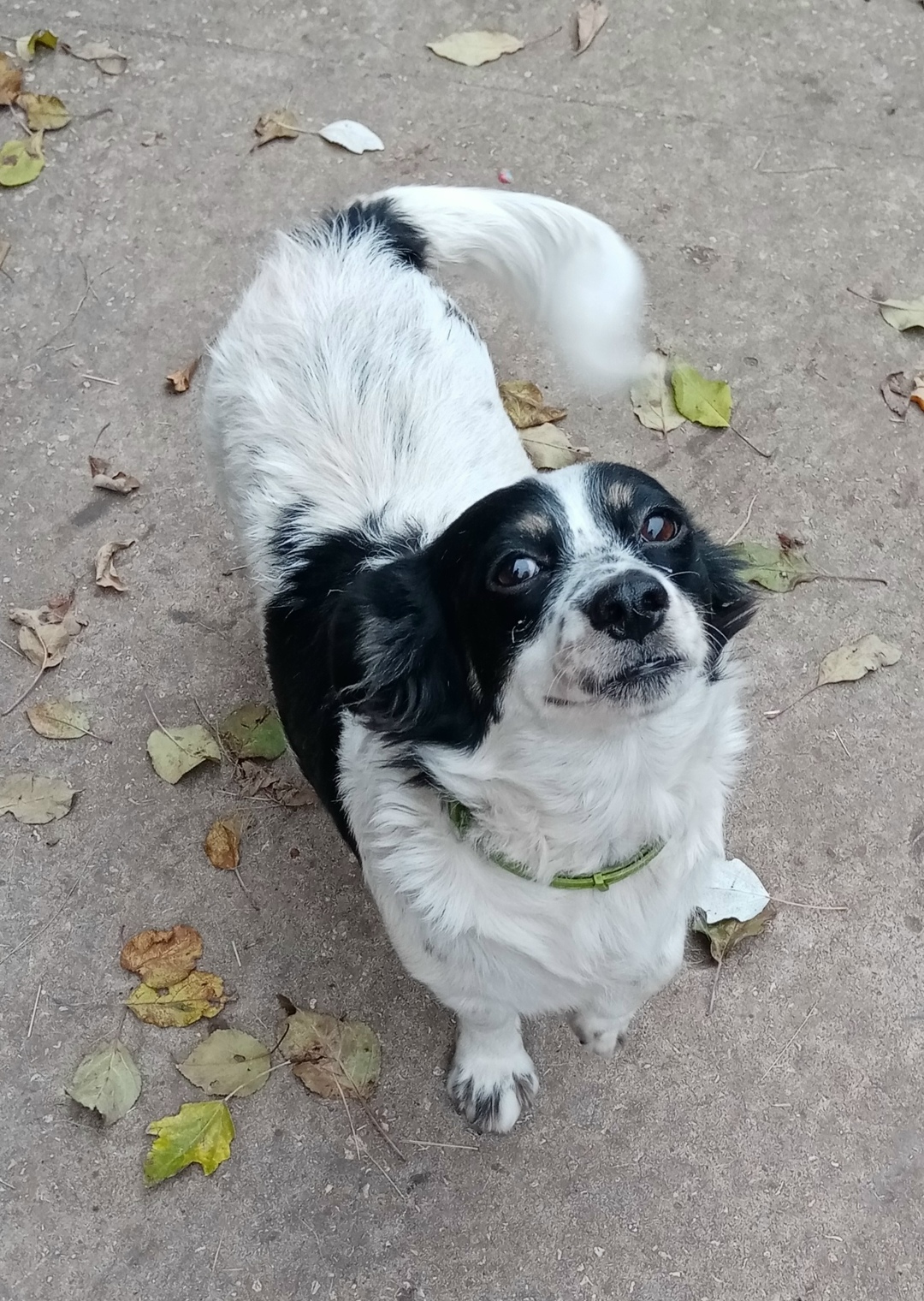 Найдена собака в Энгельсе — фото объявления