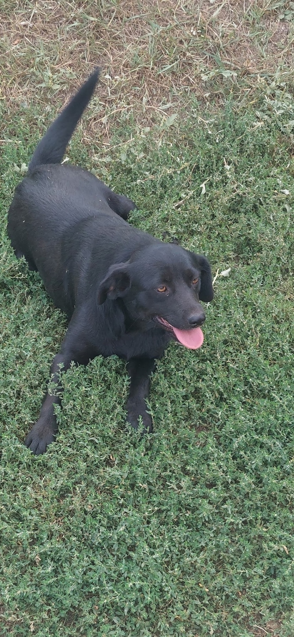 Найдена собака в Энгельсе — фото объявления