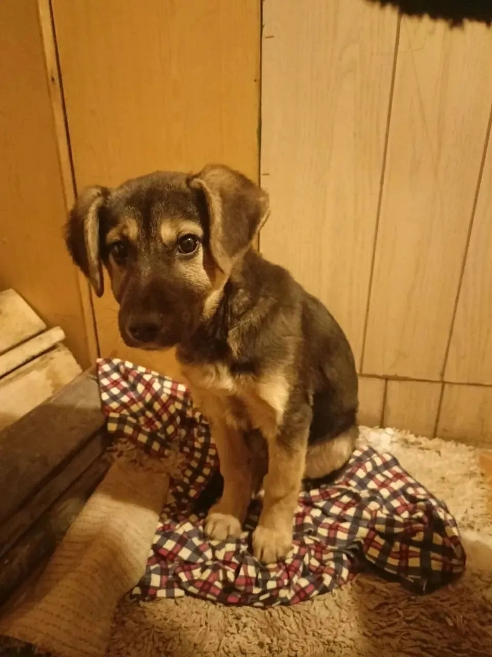 Найдена собака в Энгельсе — фото объявления