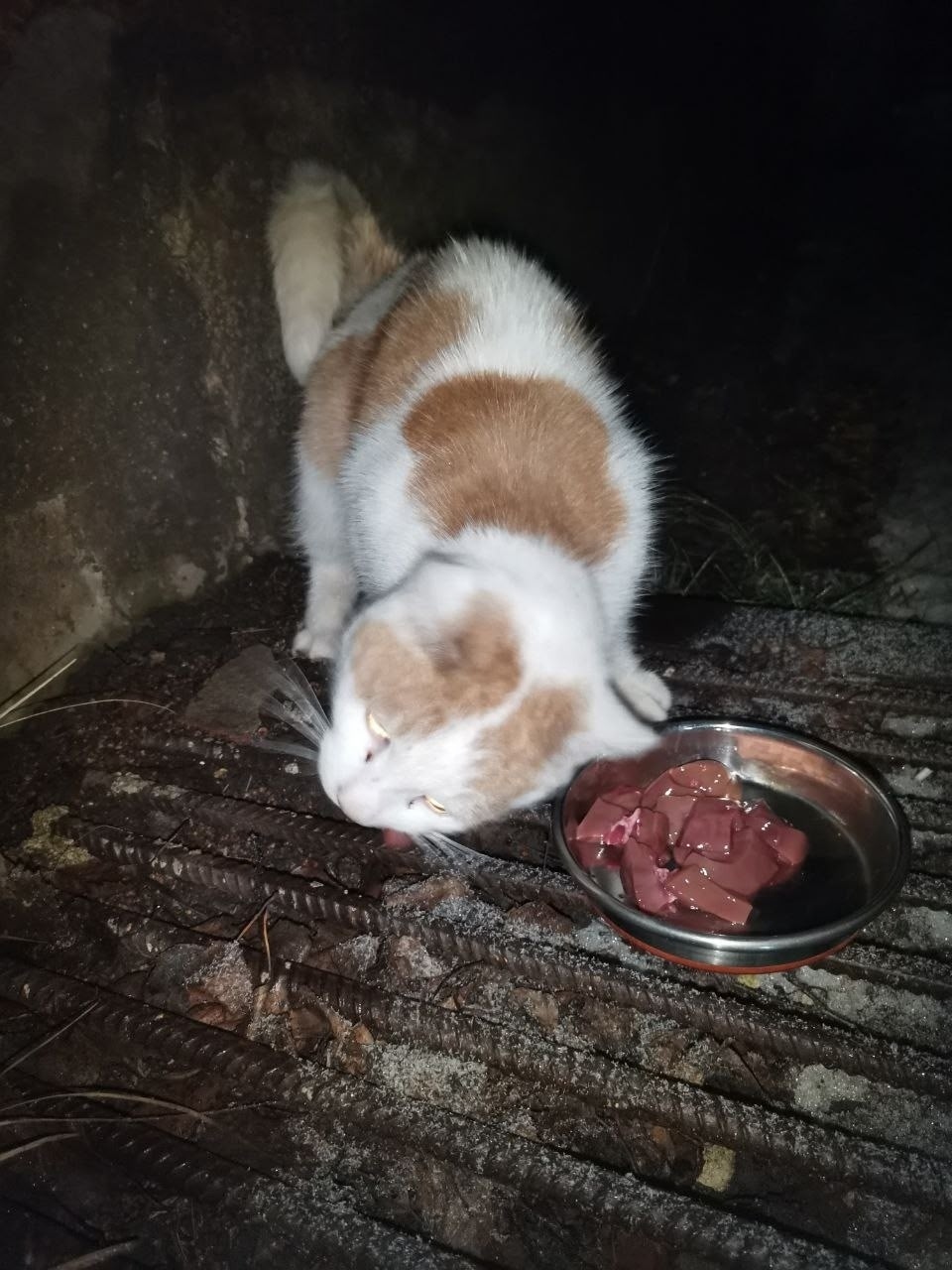 Найдена кошка в Энгельсе — фото объявления