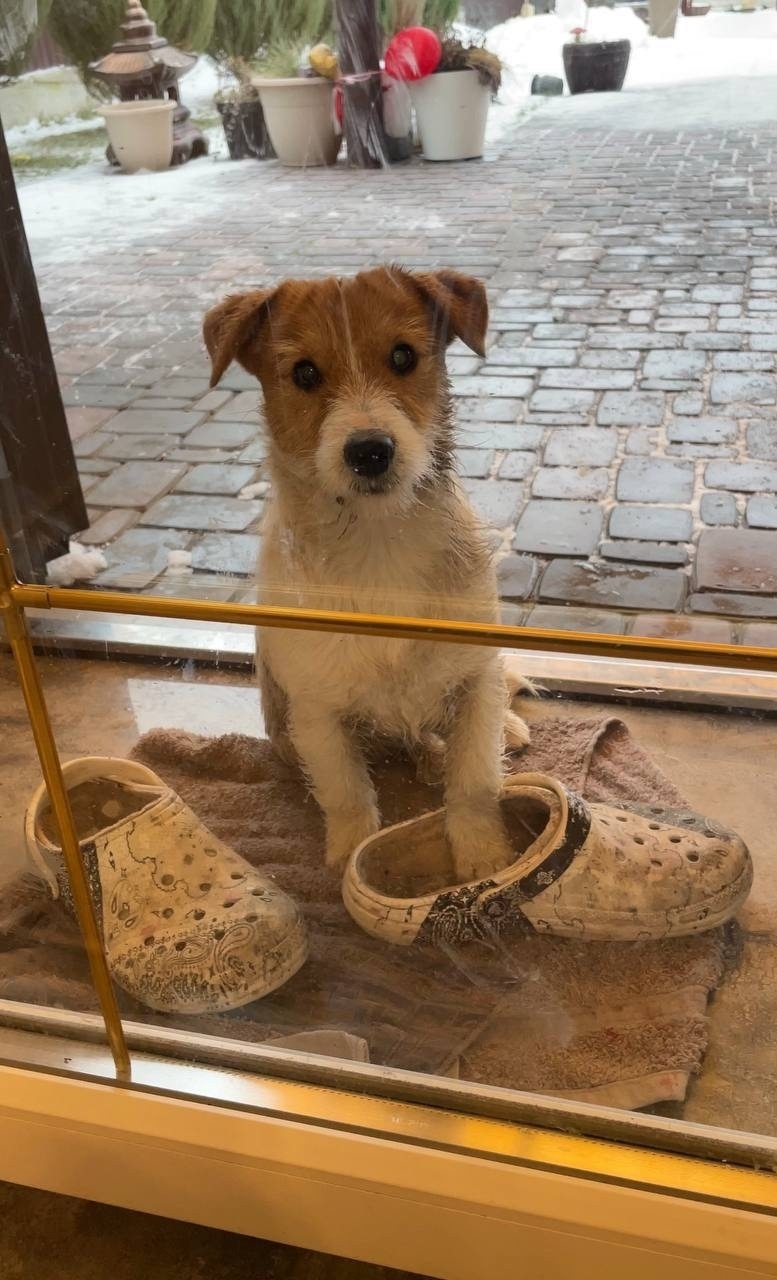 Найдена собака в Энгельсе — фото объявления