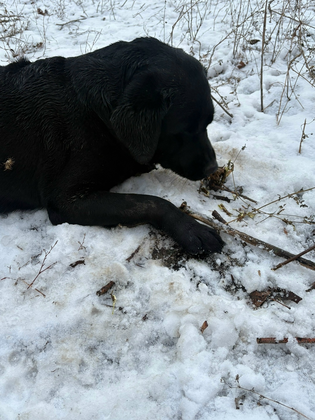 Найдена собака в Энгельсе — фото объявления