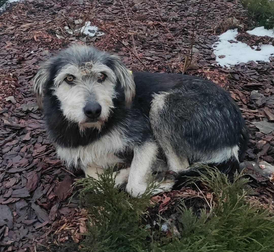 Найдена собака в Энгельсе — фото объявления