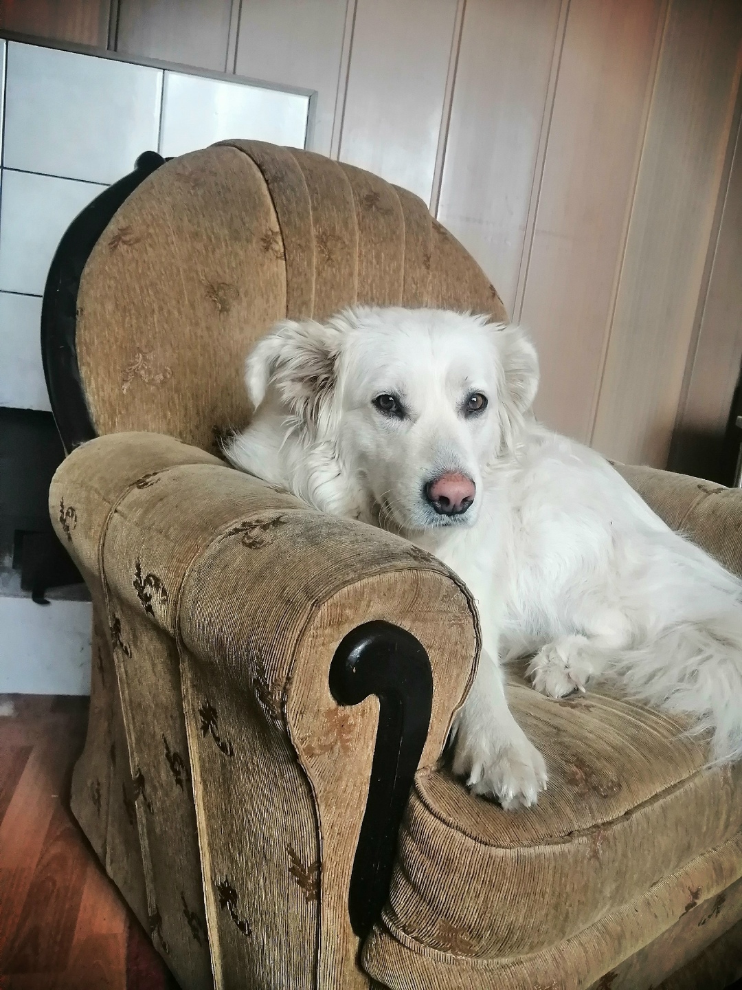 Пропала собака в Энгельсе — фото объявления