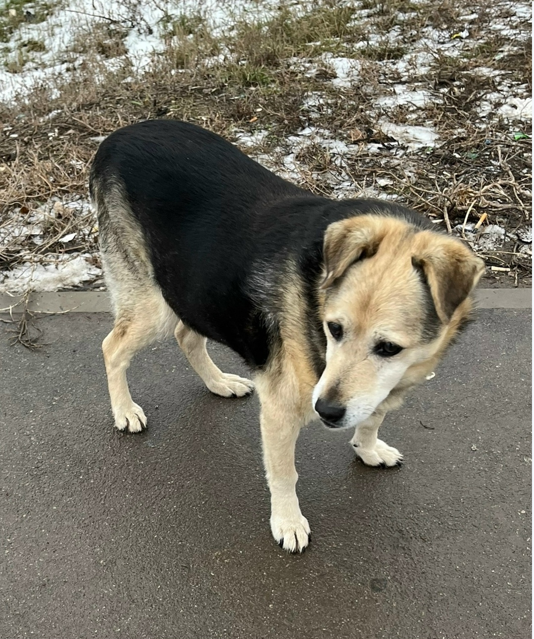 Найдена собака в Энгельсе — фото объявления