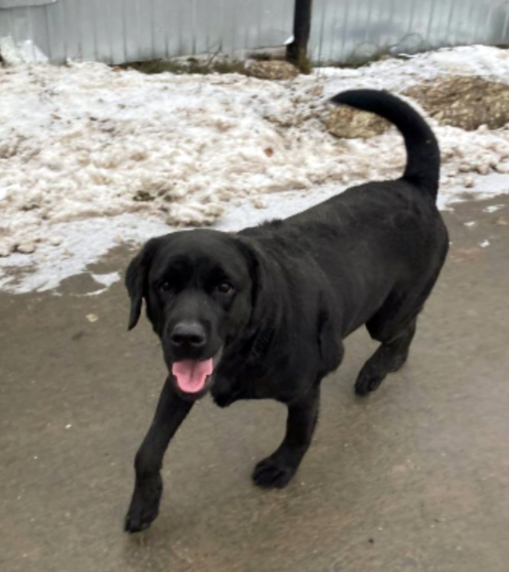 Найдена собака в Энгельсе — фото объявления