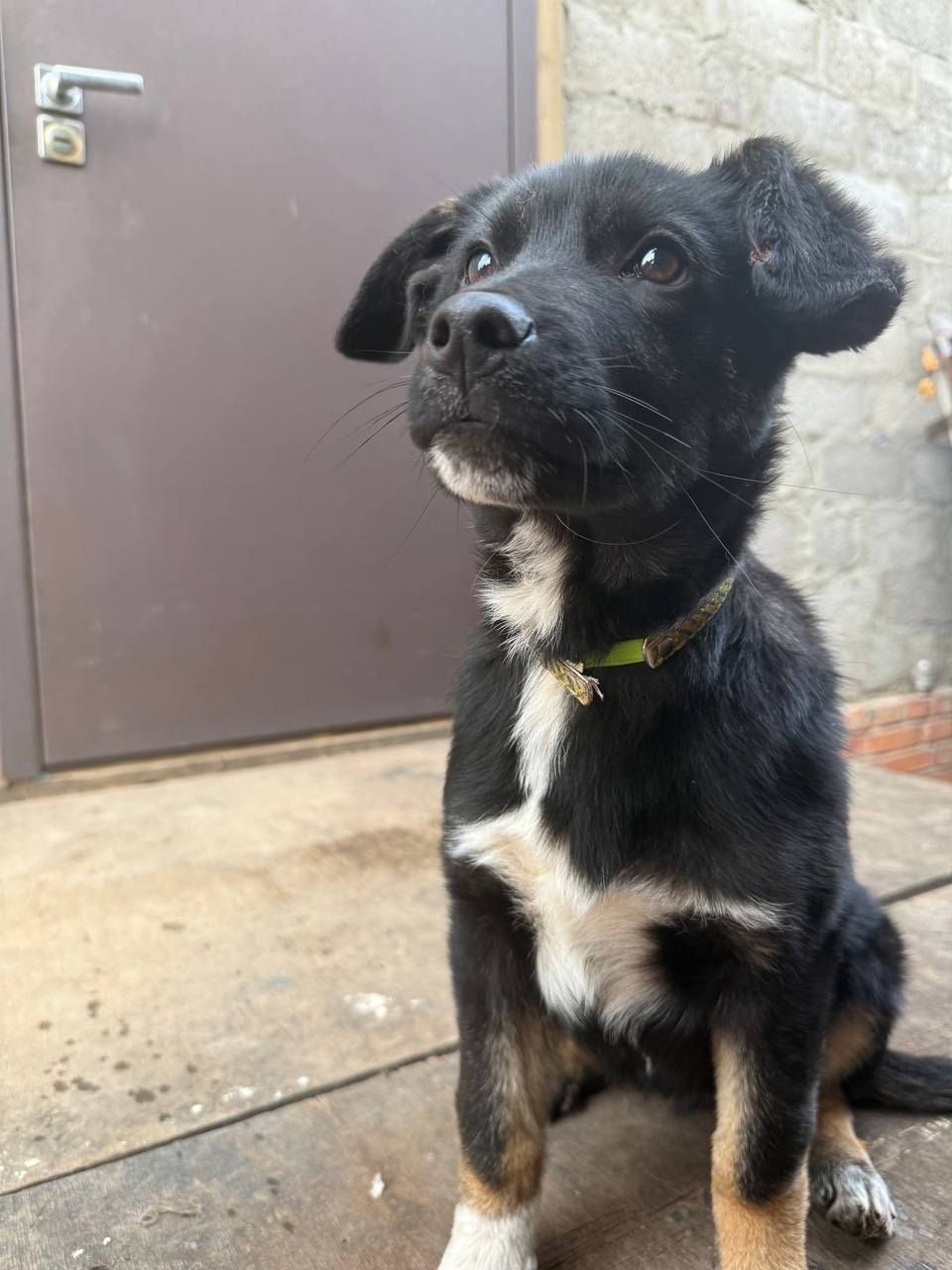 Найдена собака в Энгельсе — фото объявления