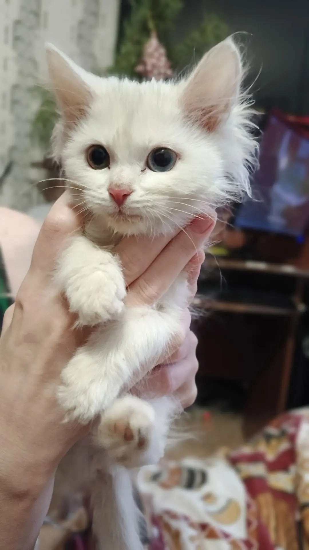 Найдена кошка в Энгельсе — фото объявления