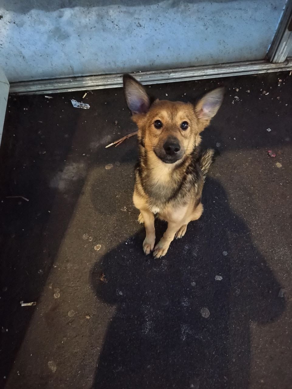 Пропала собака в Энгельсе — фото объявления