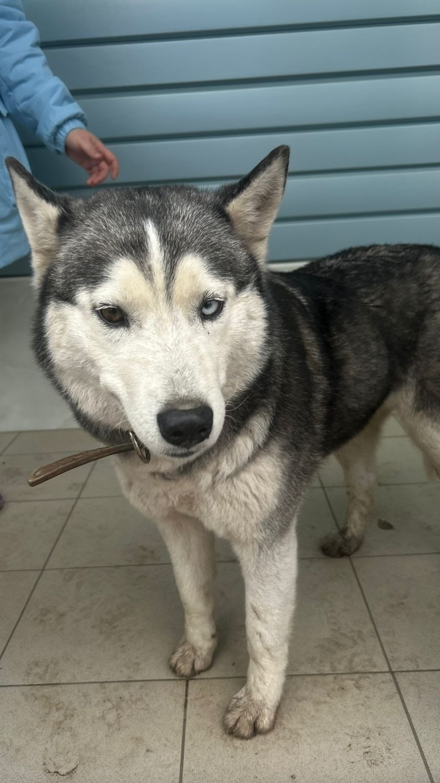 Пропала собака в Энгельсе — фото объявления