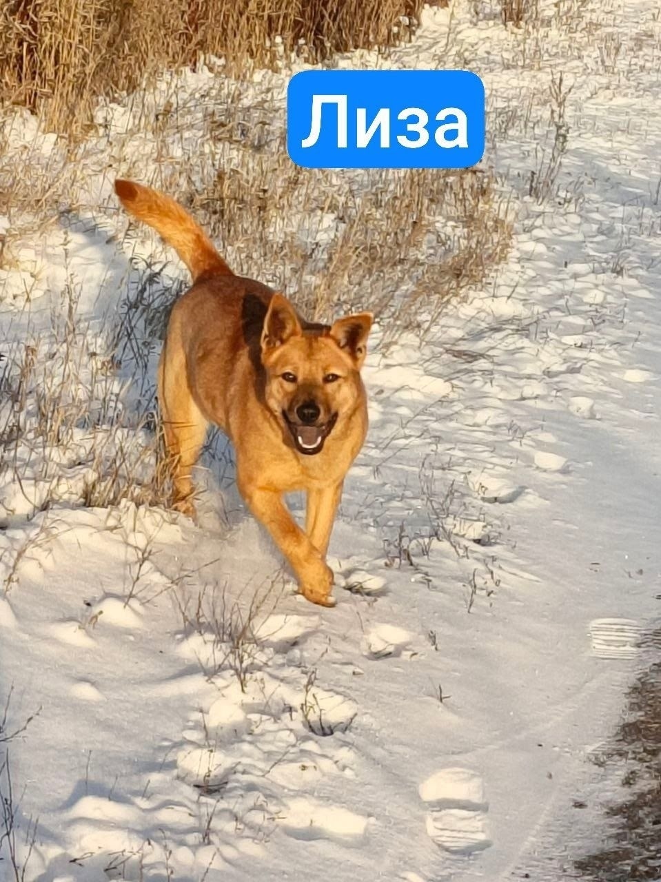 Пропала собака в Энгельсе — фото объявления