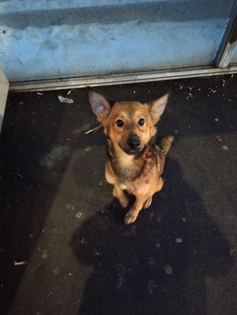 Найдена собака в Энгельсе — фото объявления