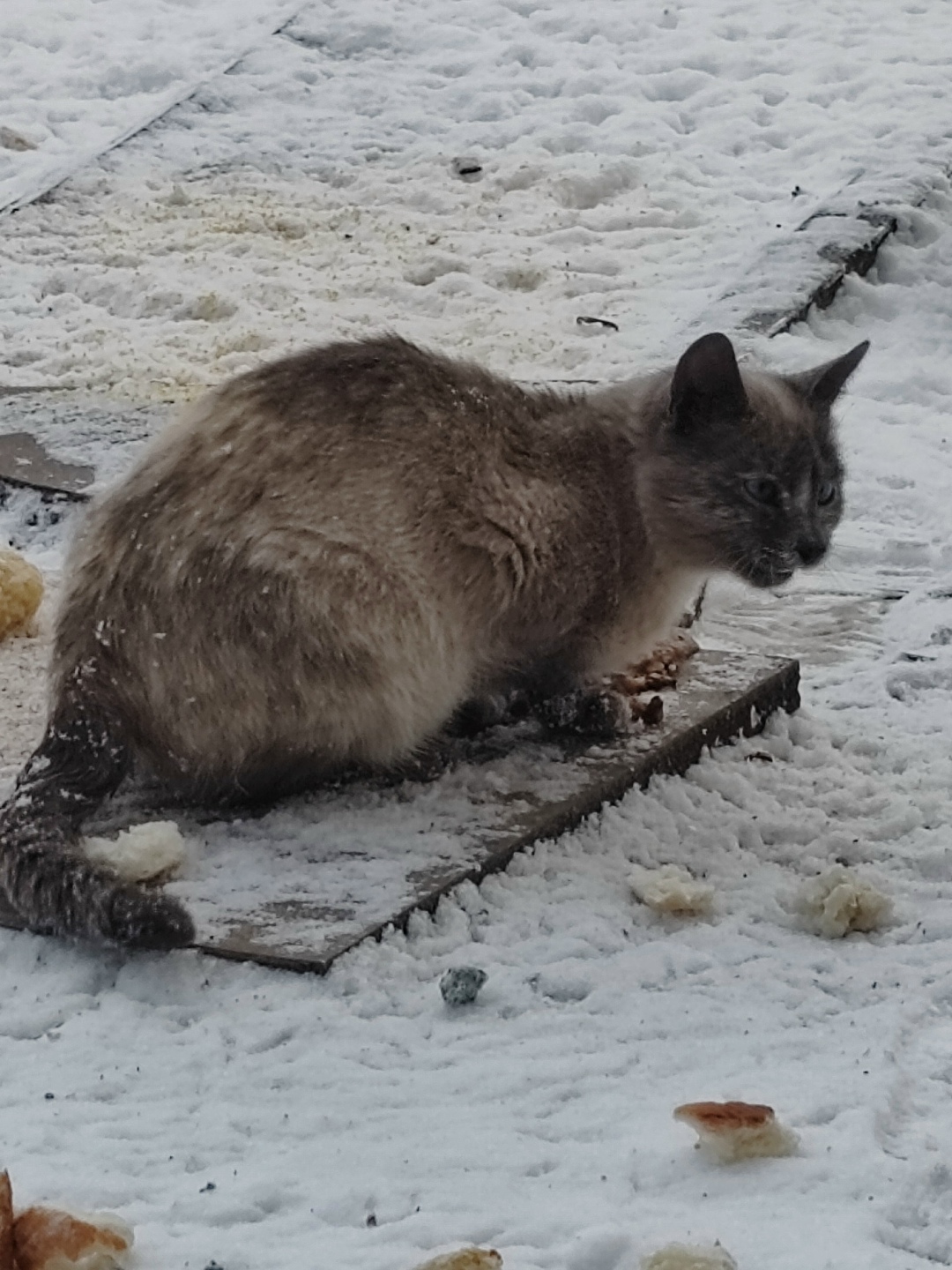 Найдена кошка в Энгельсе — фото объявления