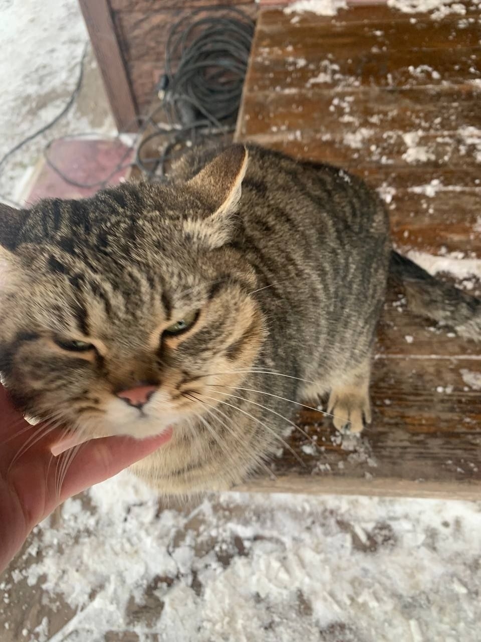 Найдена кошка в Энгельсе — фото объявления