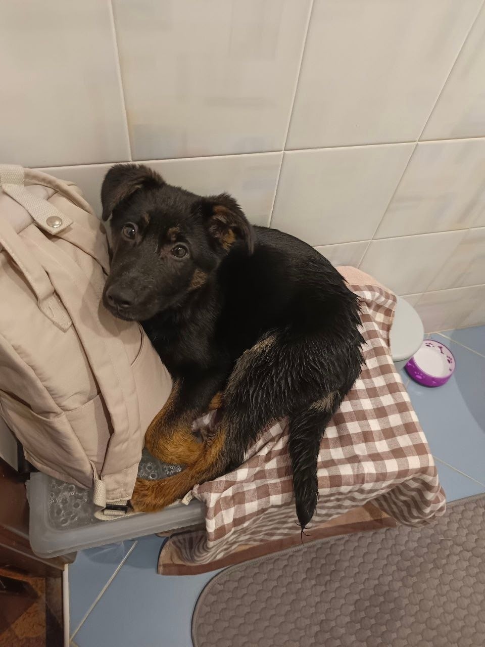 Найдена собака в Энгельсе — фото объявления