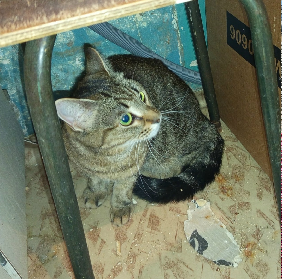 Найдена кошка в Энгельсе — фото объявления