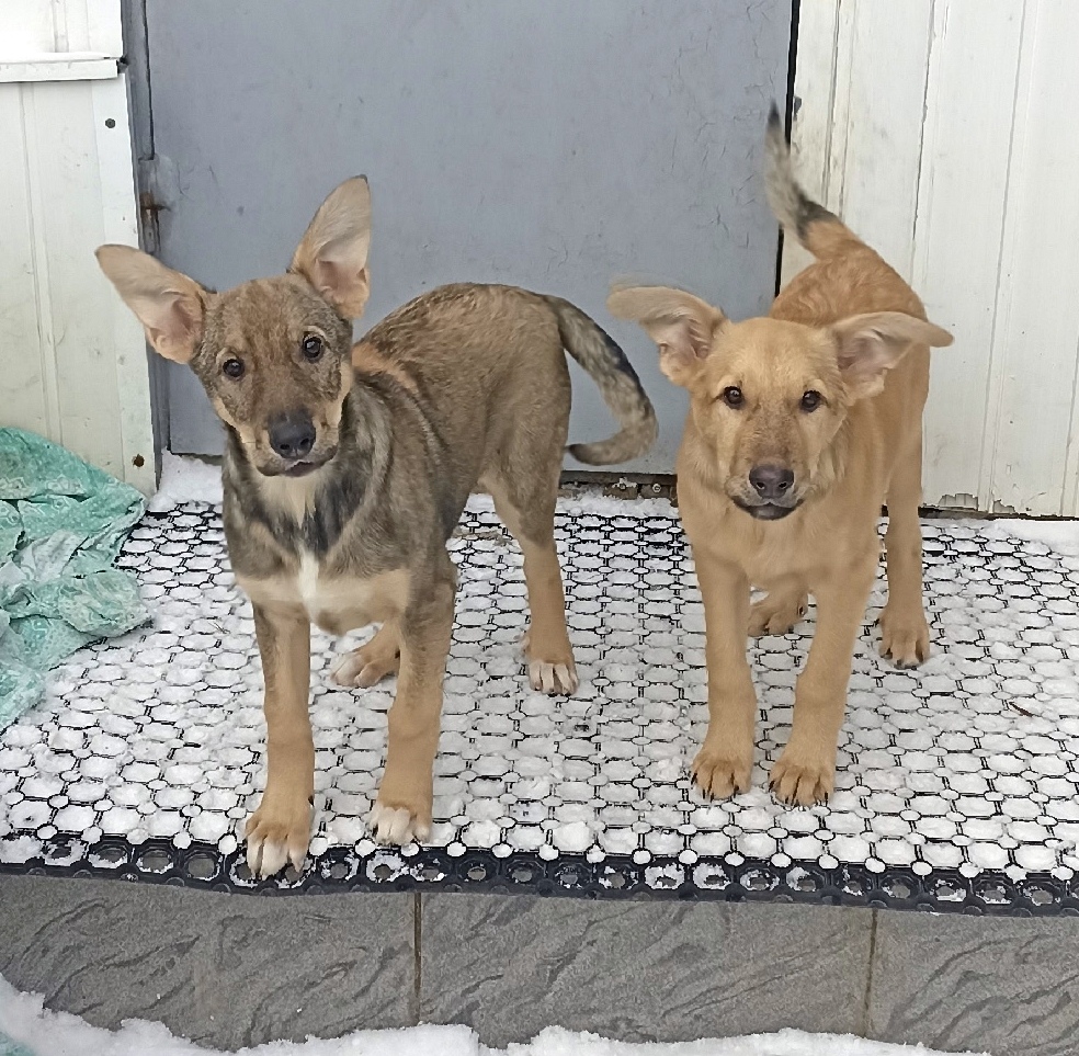 Найдена собака в Энгельсе — фото объявления