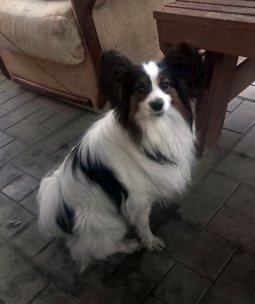 Пропала собака в Энгельсе — фото объявления