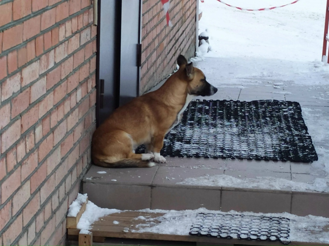 Найдена собака в Энгельсе — фото объявления