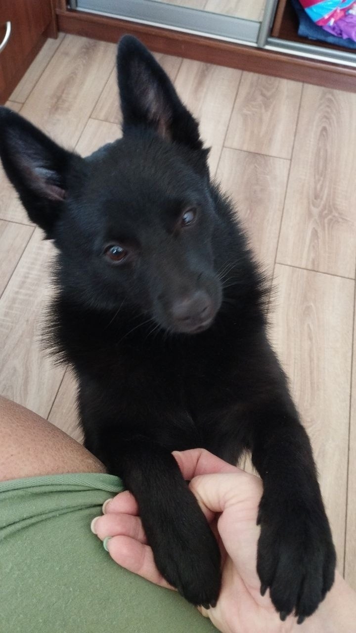 Найдена собака в Энгельсе — фото объявления